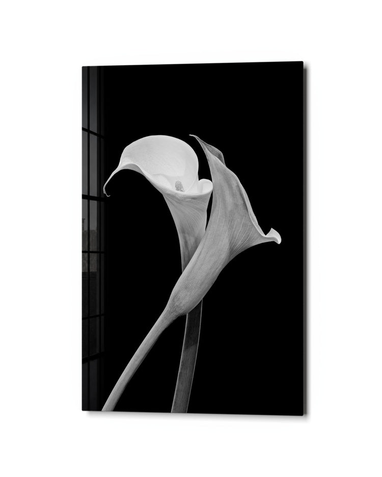 White Calla Lily glass wall art, studio view