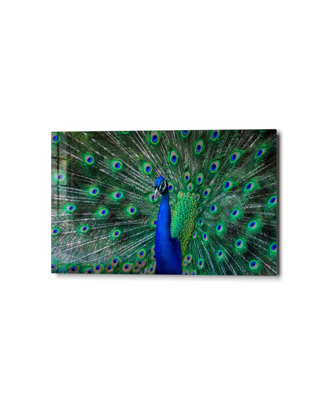 Peacock in Full Display glass wall art, studio view