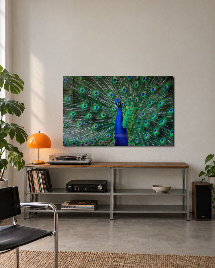 Peacock in Full Display glass wall art, lifestyle view