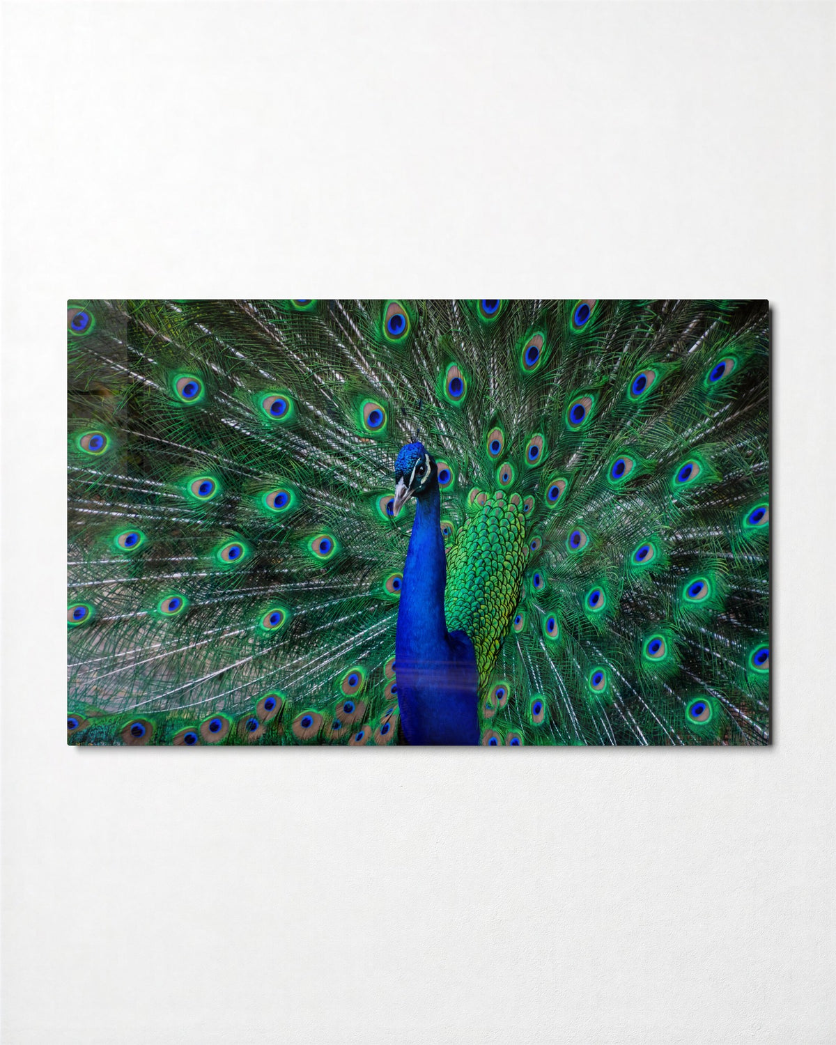 Peacock in Full Display glass wall art, front view