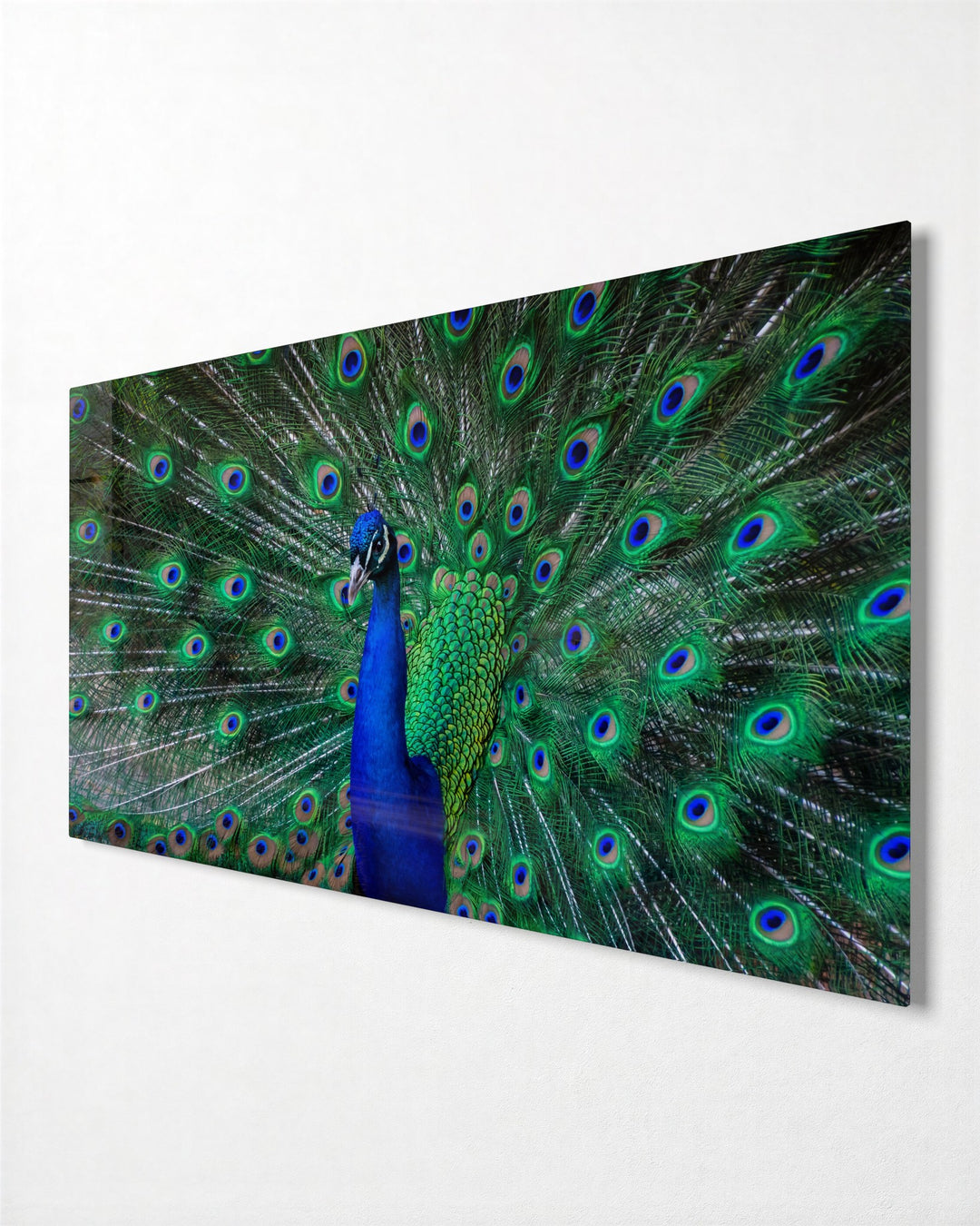 Peacock in Full Display glass wall art, side view