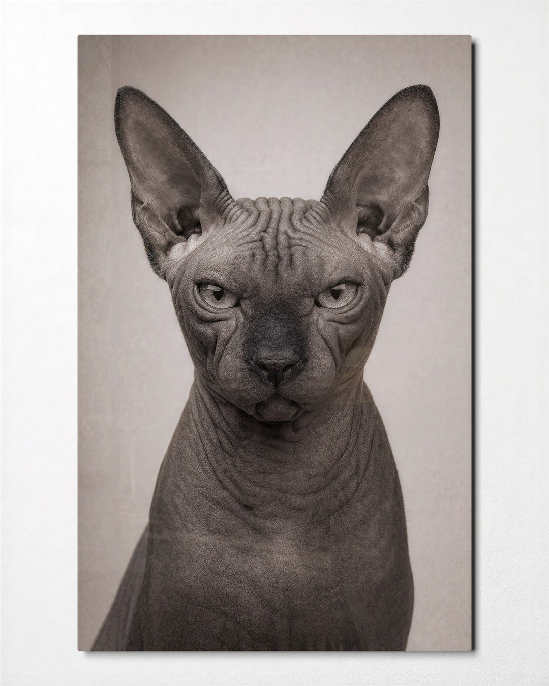 Hairless Verdict glass wall art, front view