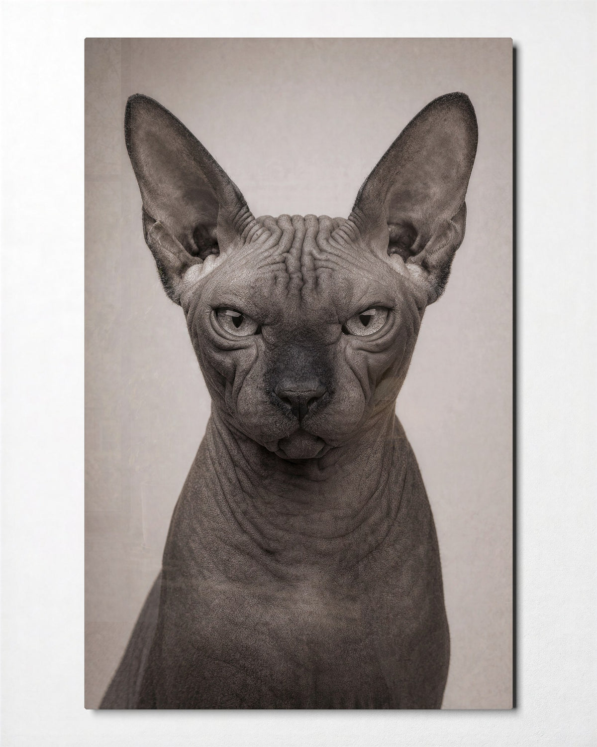 Hairless Verdict glass wall art, front view