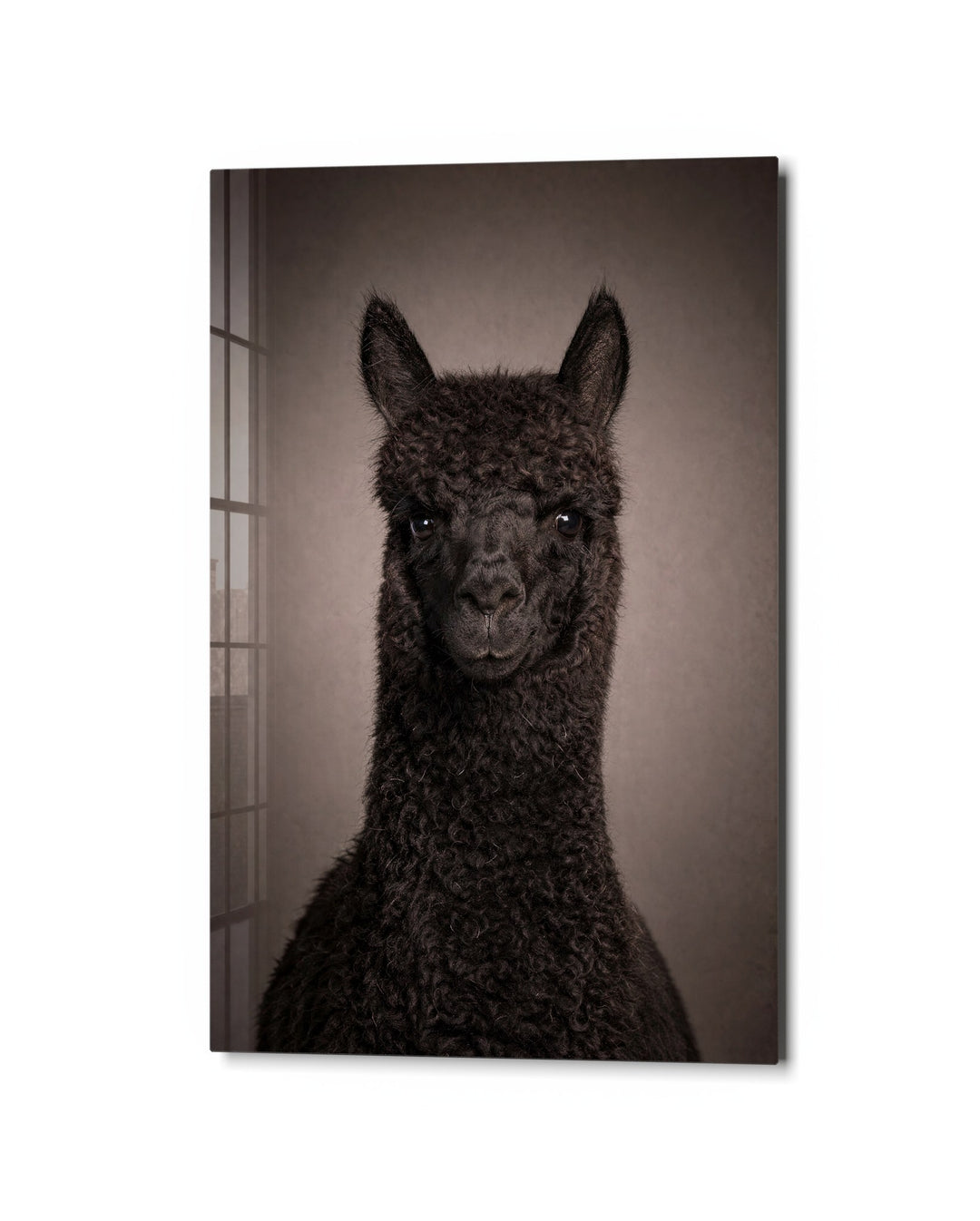 Alpaca Portrait glass wall art, studio view