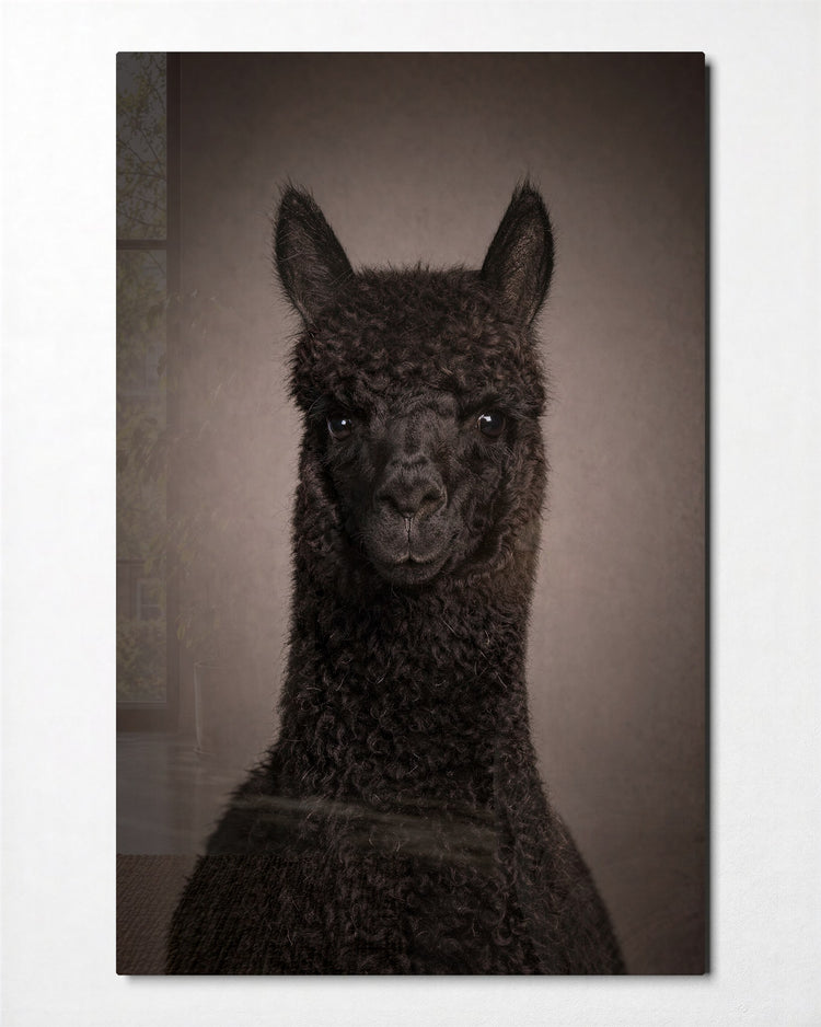 Alpaca Portrait glass wall art, front view