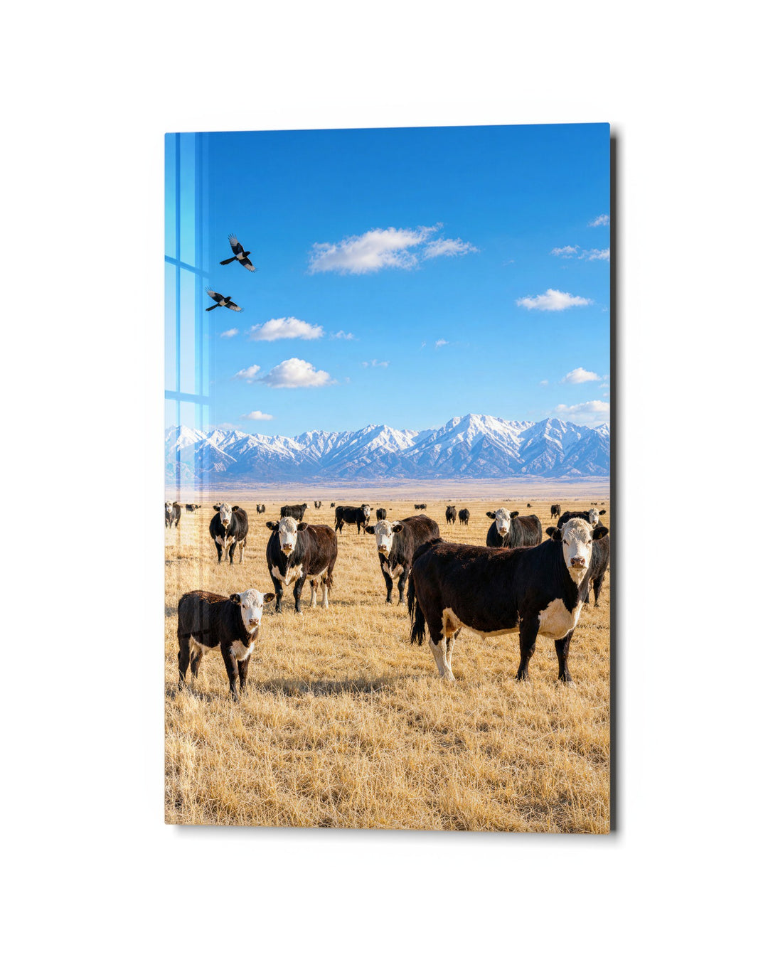 Herd at Rest glass wall art, studio view