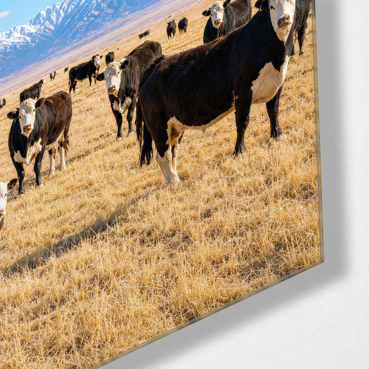 Herd at Rest glass wall art, corner view
