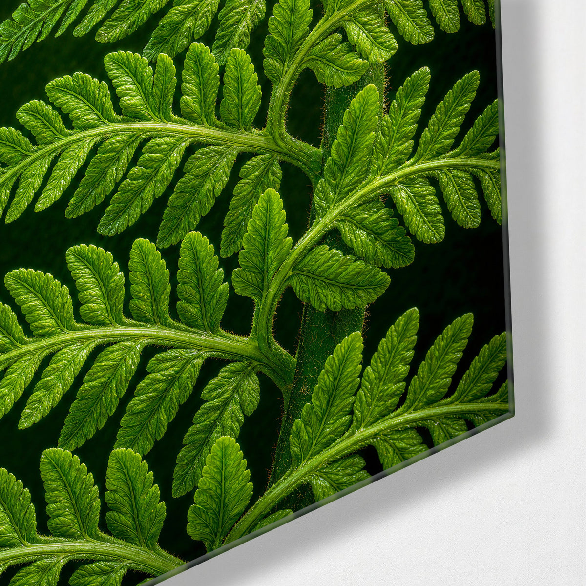 Fiddlehead Mid-Curl glass wall art, corner view
