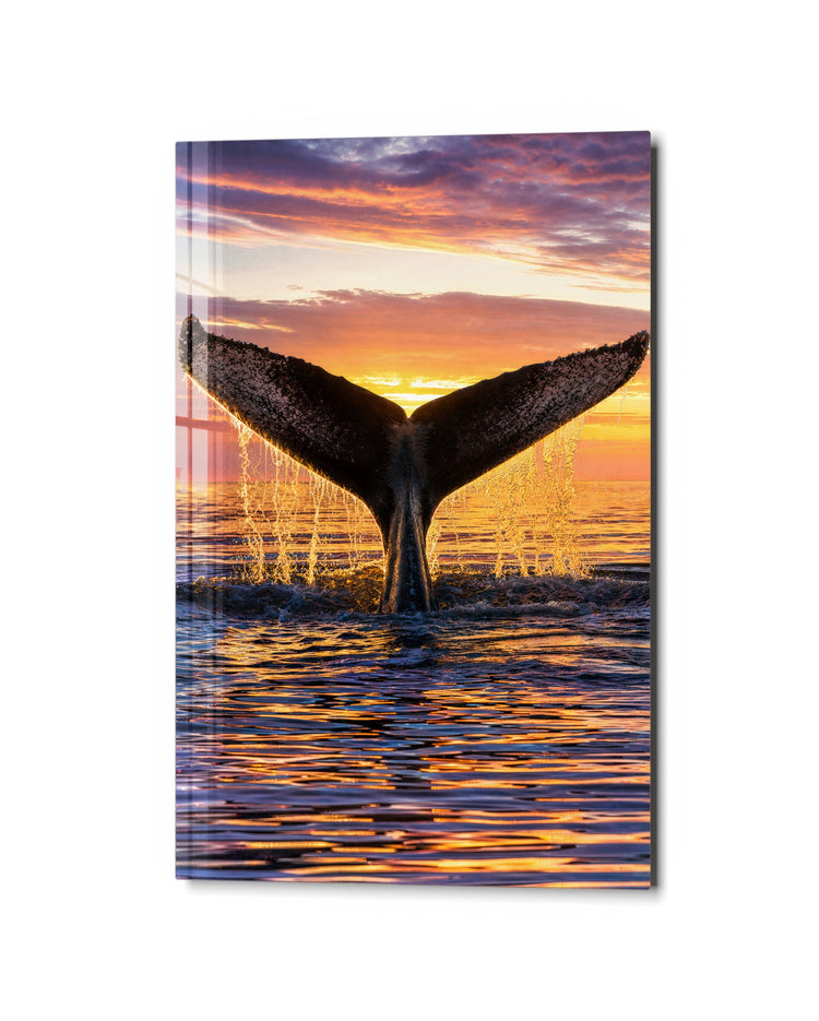 Fluke at Sunset glass wall art, studio view
