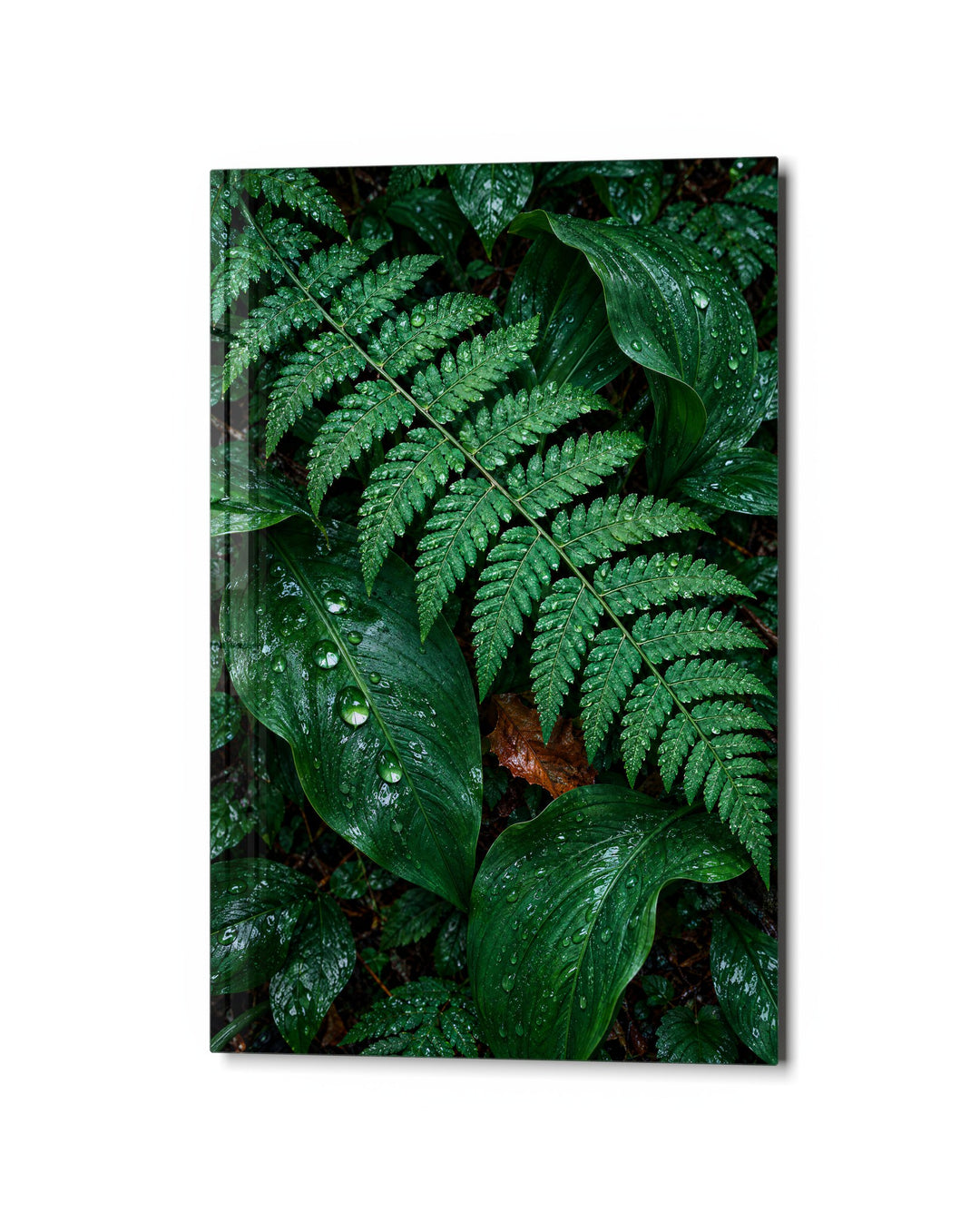Ferns, Freshly Rinsed glass wall art, studio view