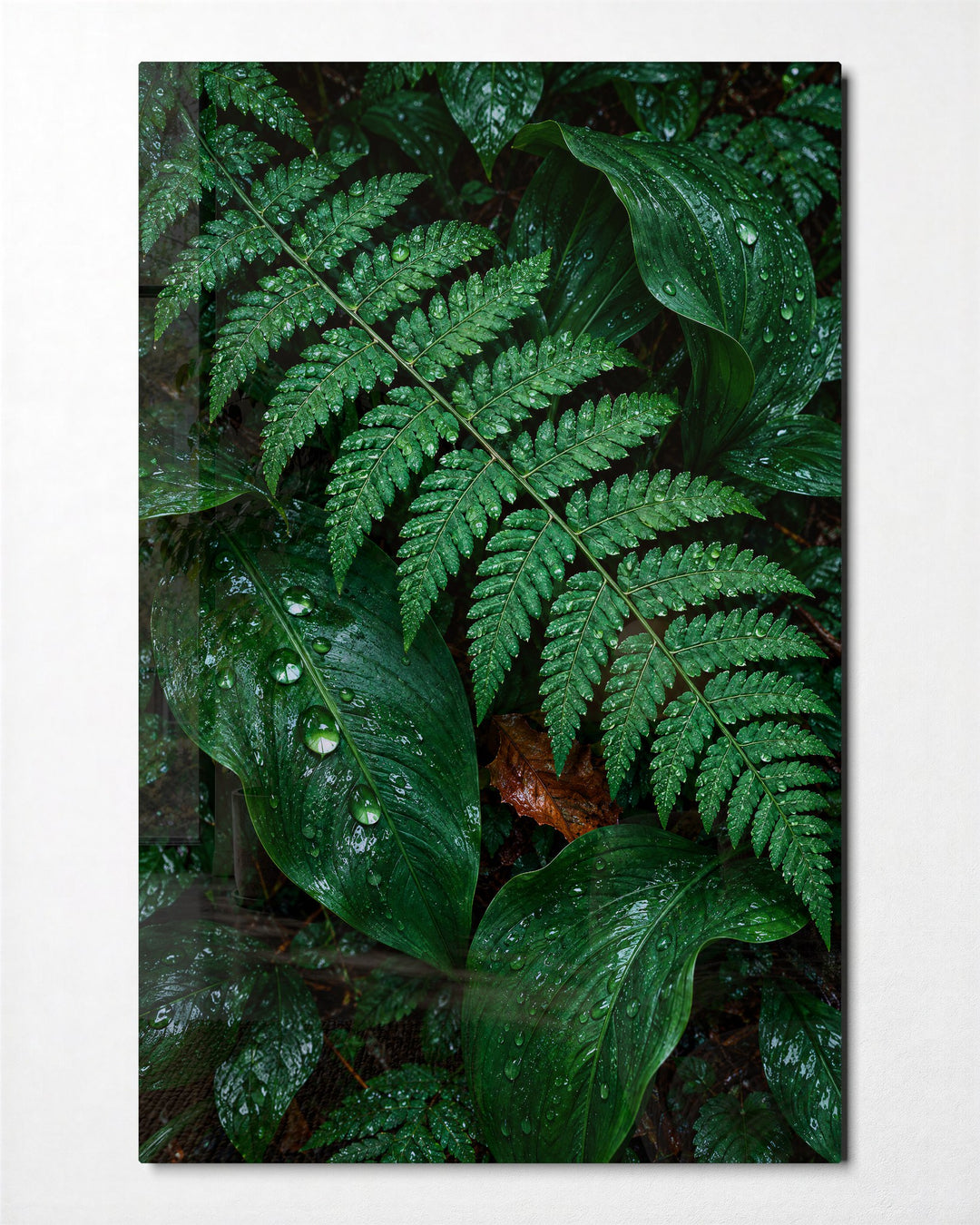 Ferns, Freshly Rinsed glass wall art, front view