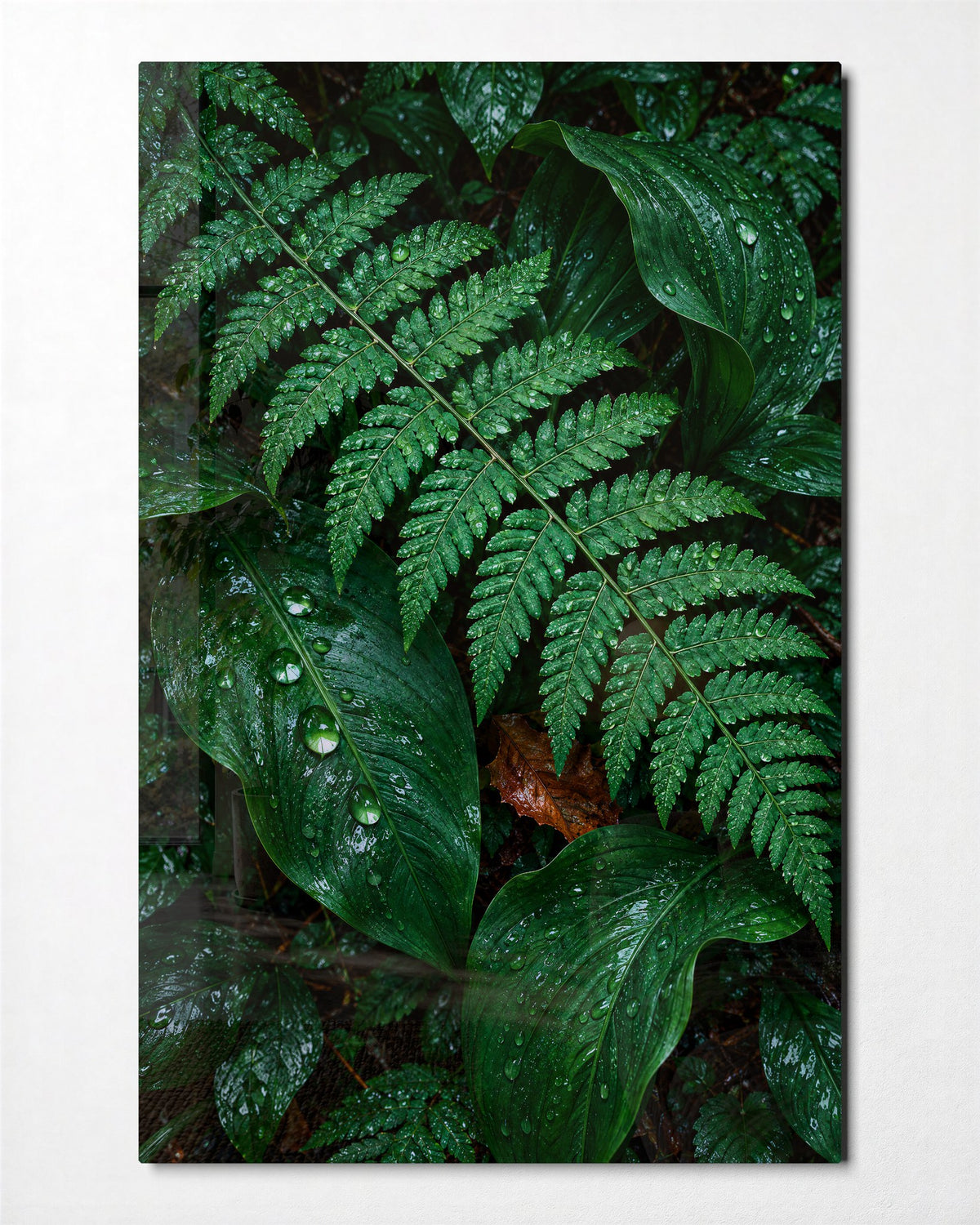 Ferns, Freshly Rinsed glass wall art, front view