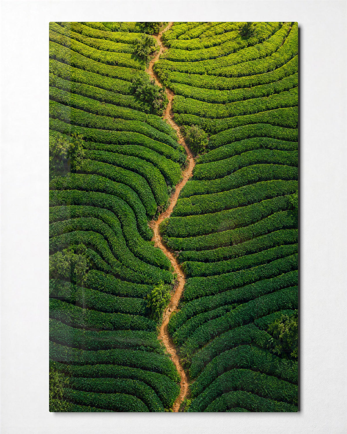 Curved Crops, One Brown Seam glass wall art, front view
