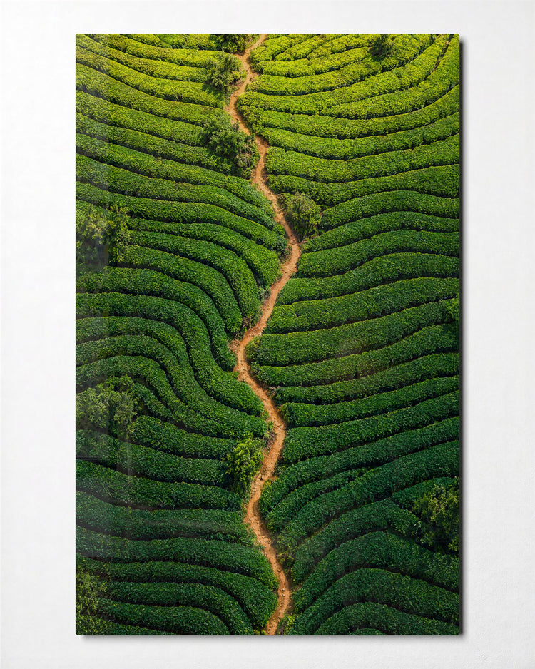 Curved Crops, One Brown Seam glass wall art, front view