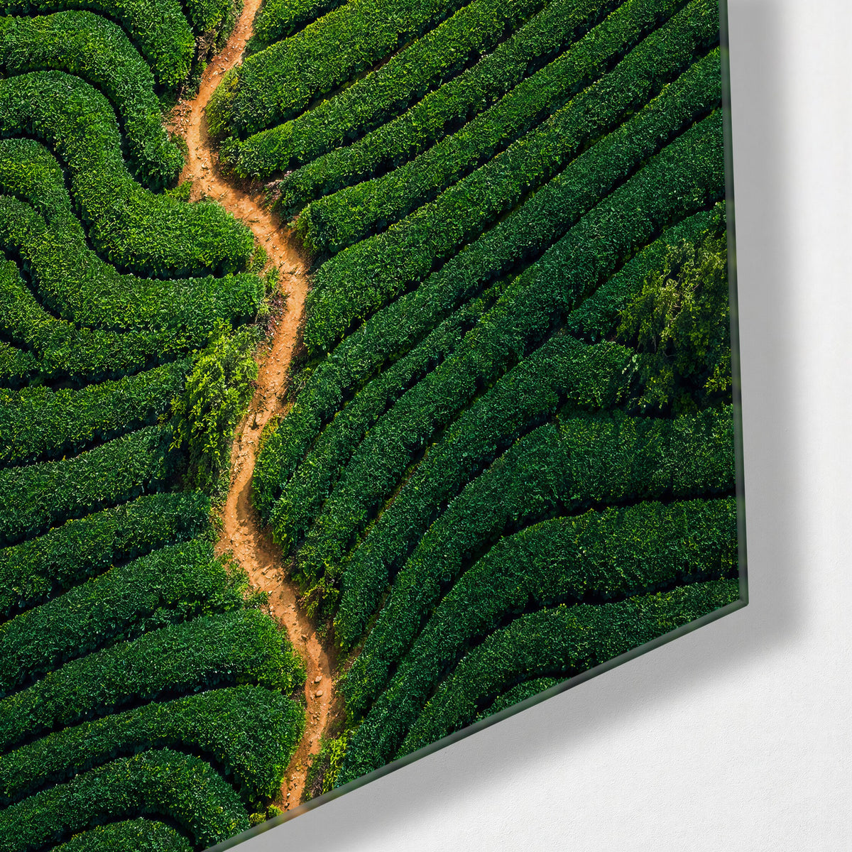 Curved Crops, One Brown Seam glass wall art, corner view