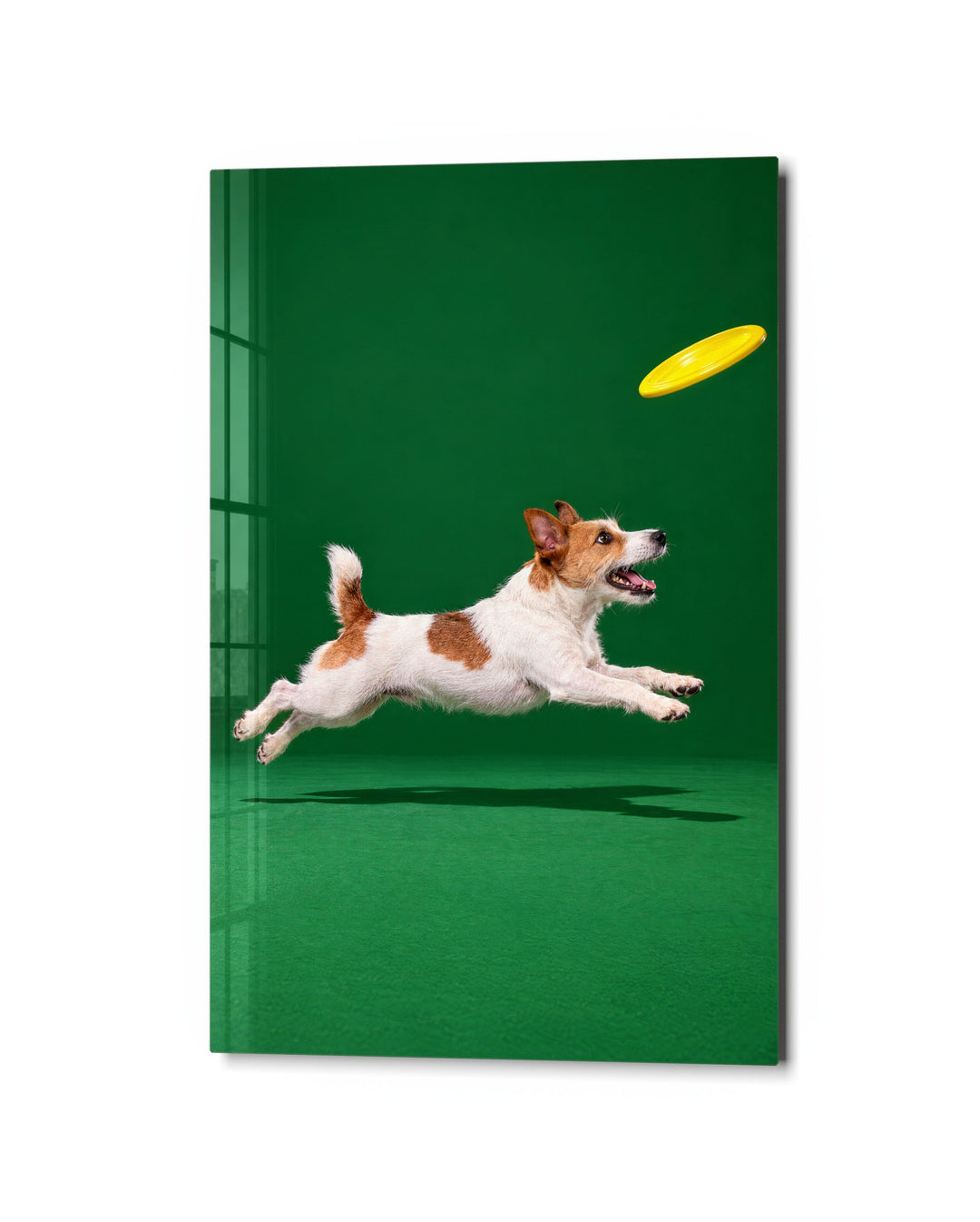 Midair, Four Paws Out glass wall art, studio view