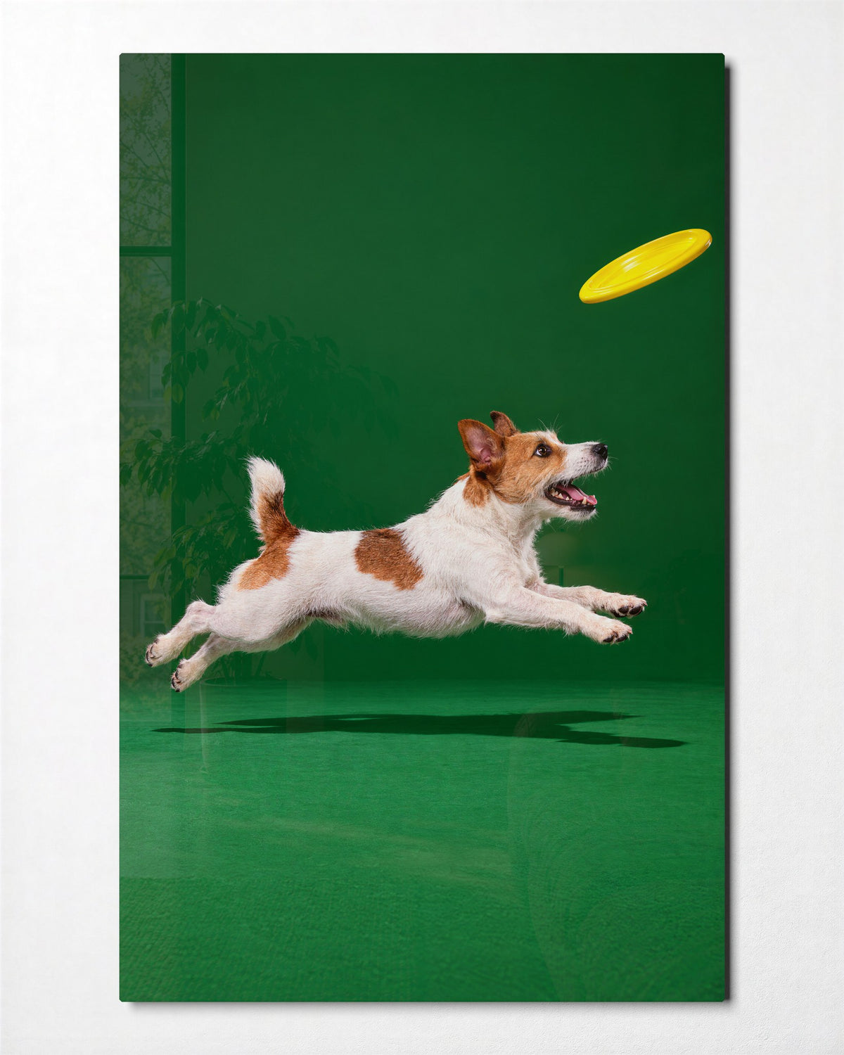 Midair, Four Paws Out glass wall art, front view