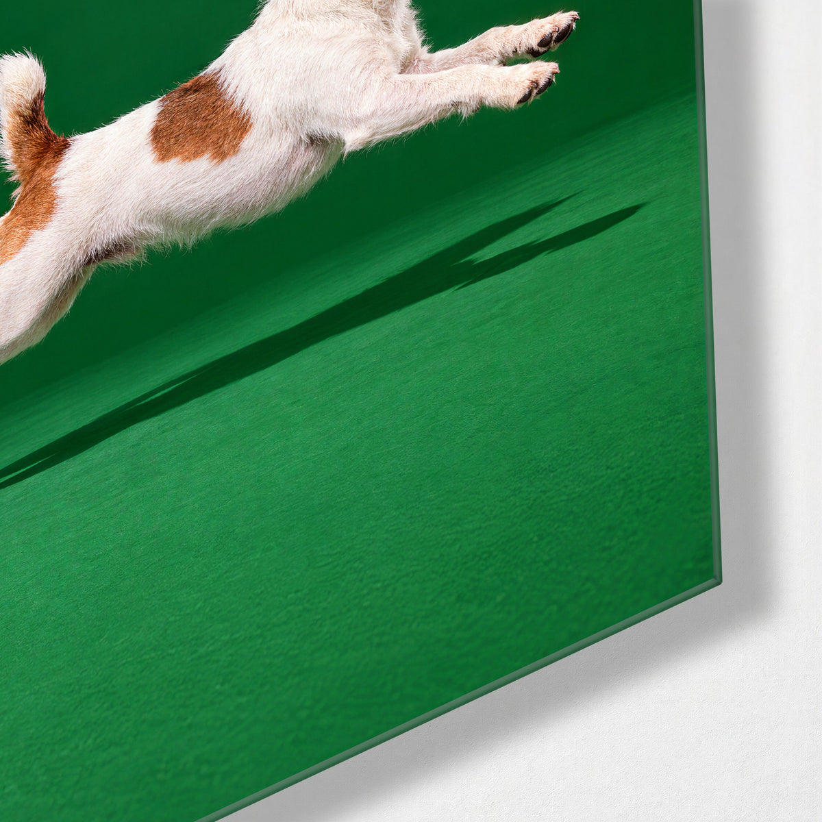 Midair, Four Paws Out glass wall art, corner view