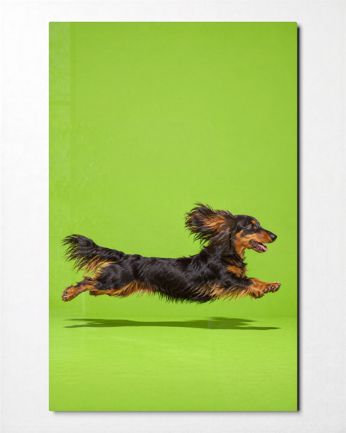 Long Dog, Long Leap glass wall art, front view