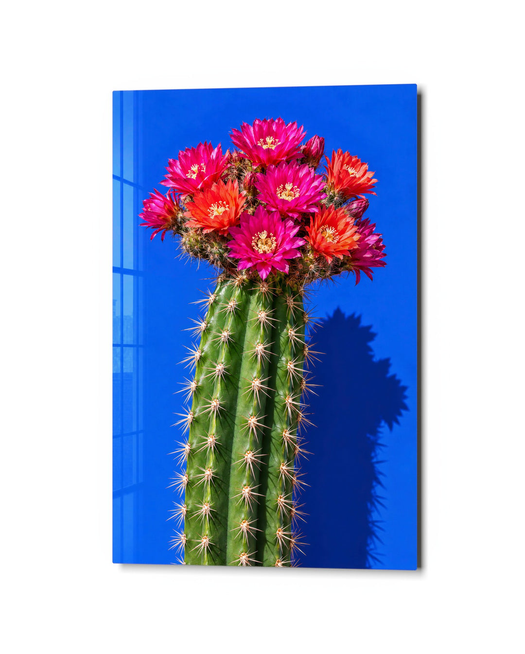 Prickly, With Flowers on Top glass wall art, studio view