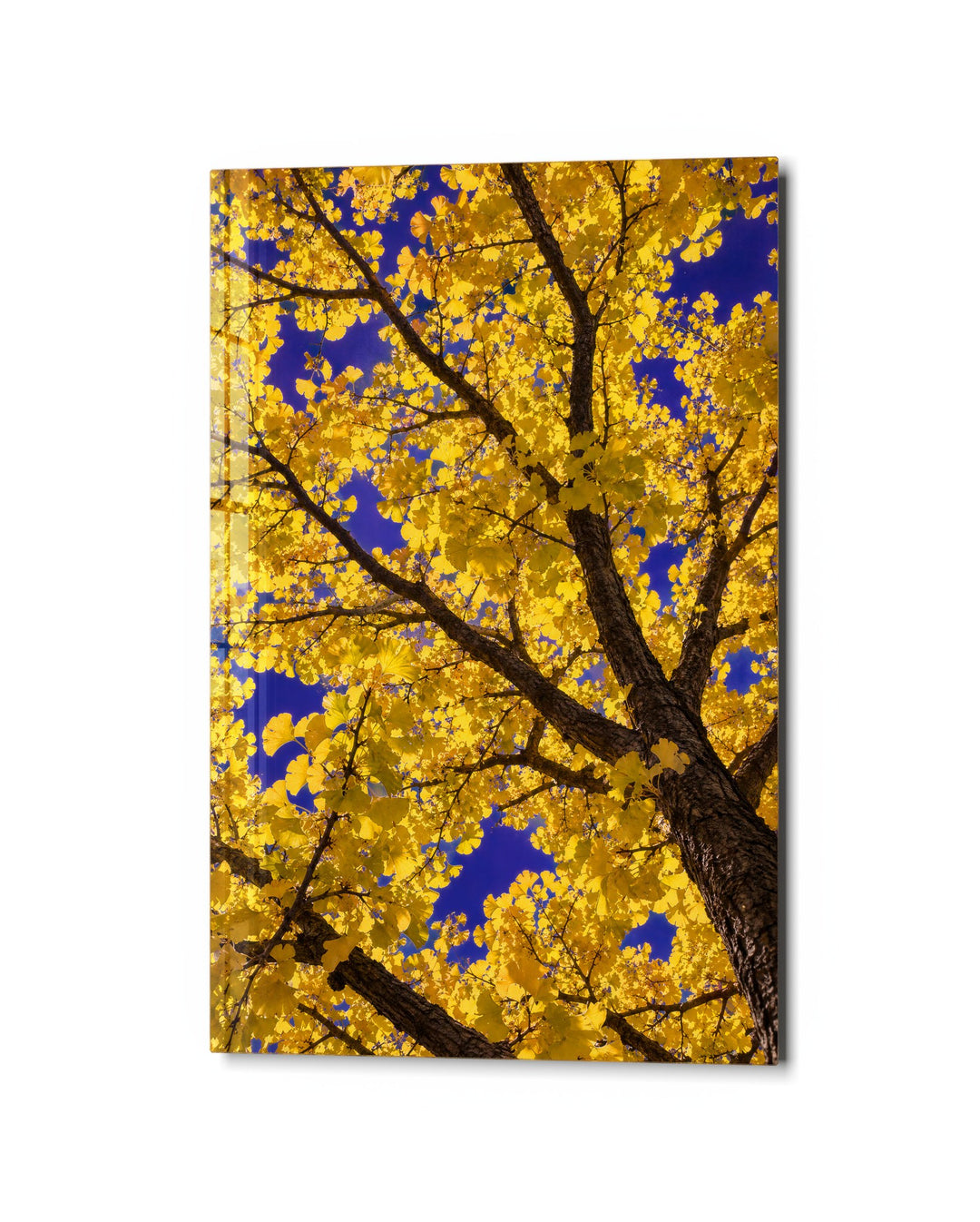 Gold Canopy, Blue Sky glass wall art, studio view