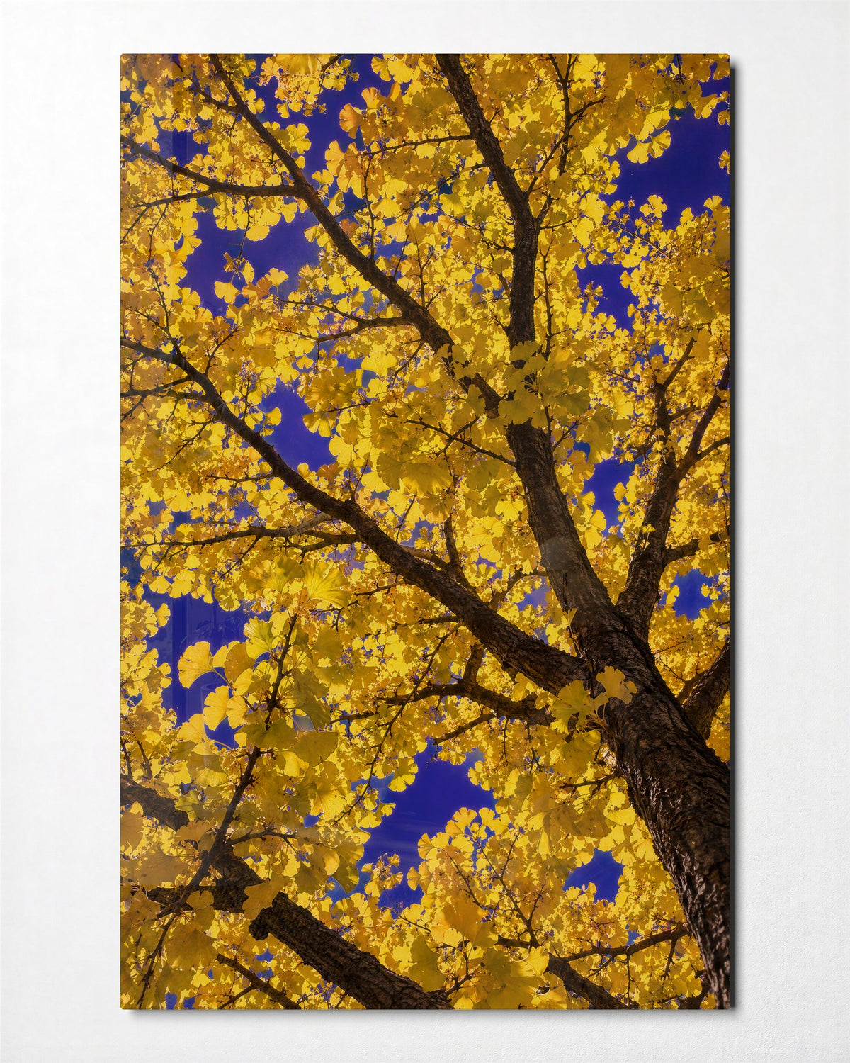 Gold Canopy, Blue Sky glass wall art, front view