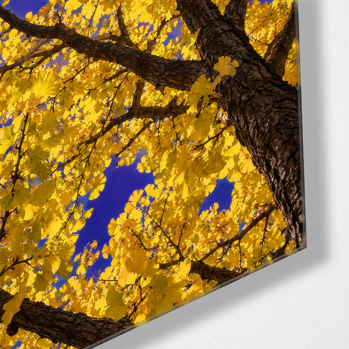 Gold Canopy, Blue Sky glass wall art, corner view