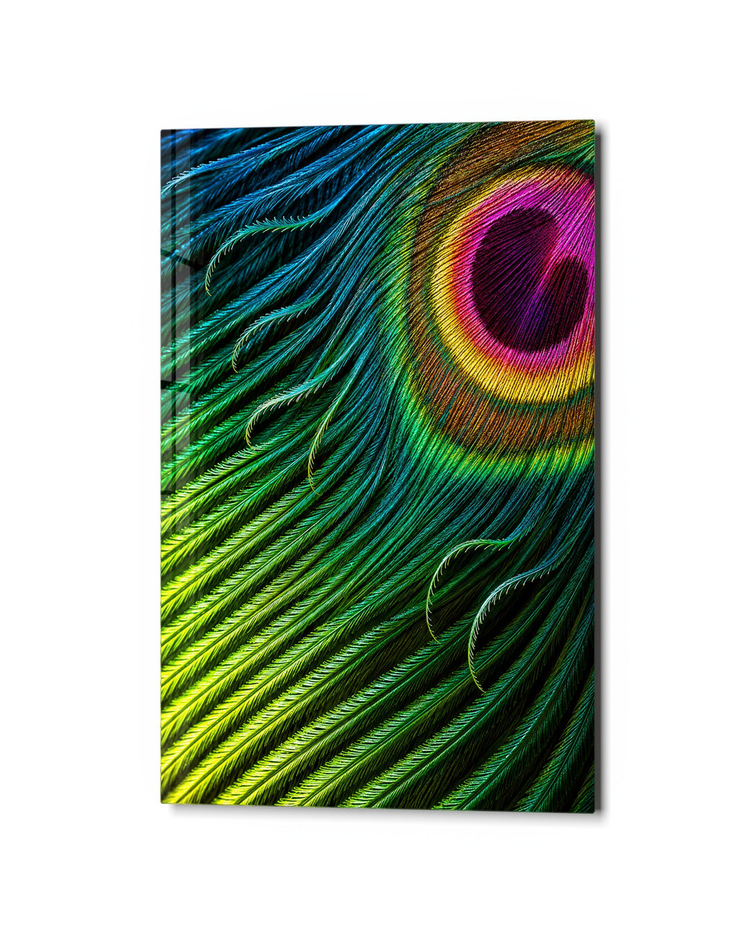 Eye of the Plume glass wall art, studio view