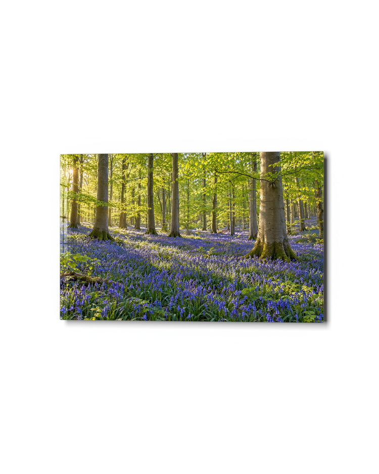 Spring Under Beech Canopy glass wall art, studio view