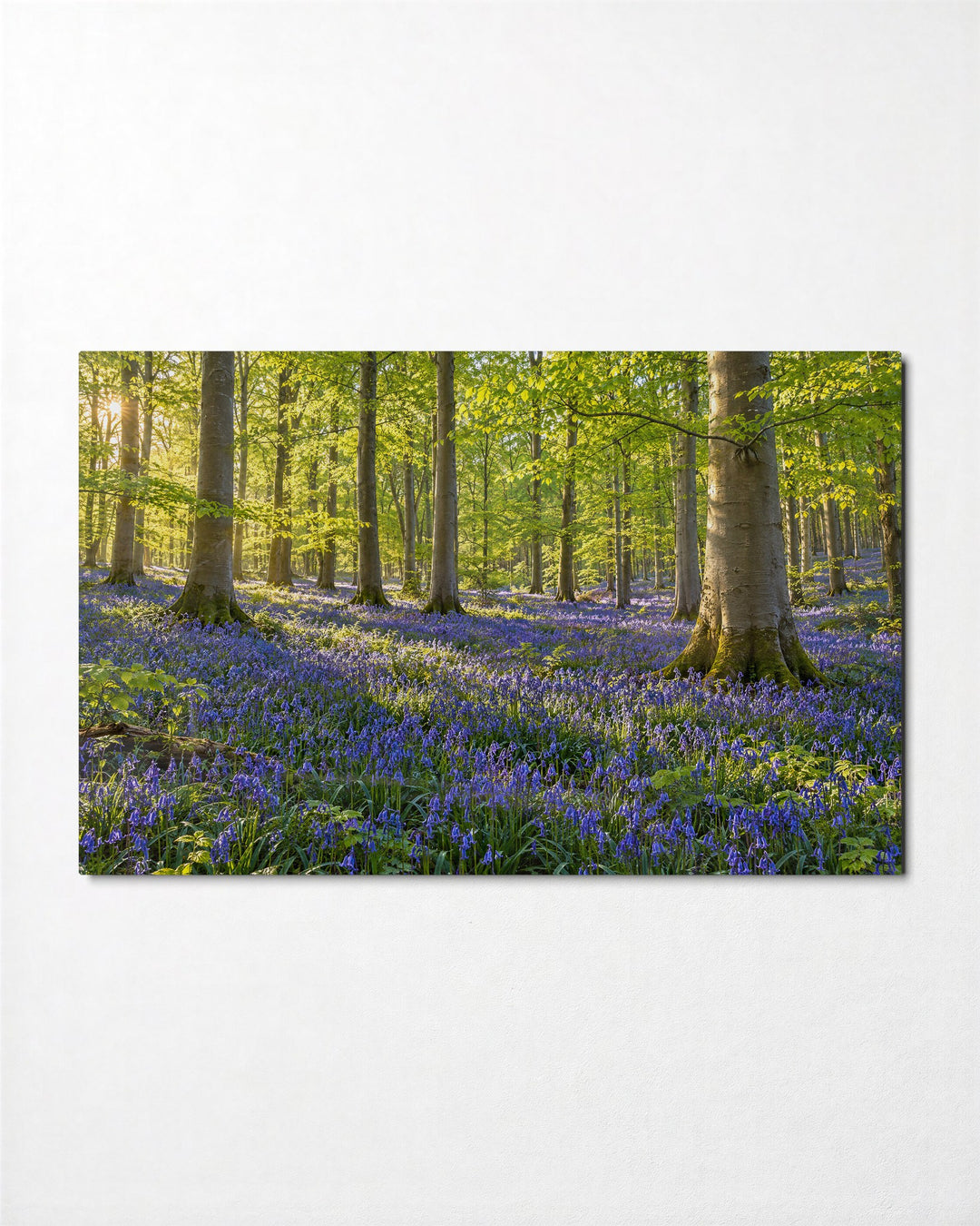 Spring Under Beech Canopy glass wall art, front view
