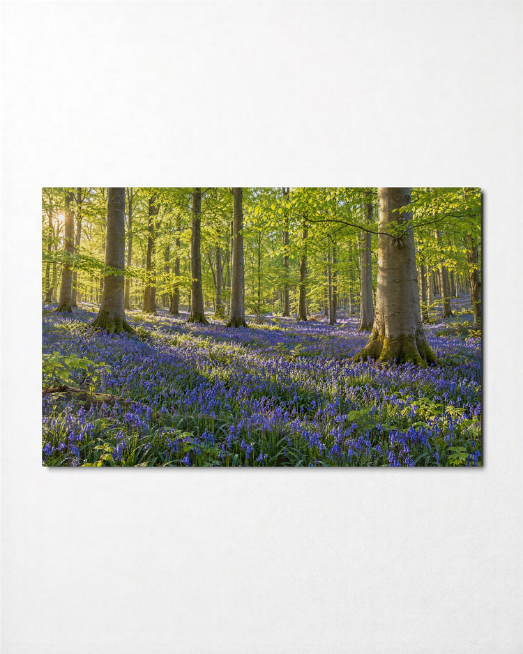 Spring Under Beech Canopy glass wall art, front view