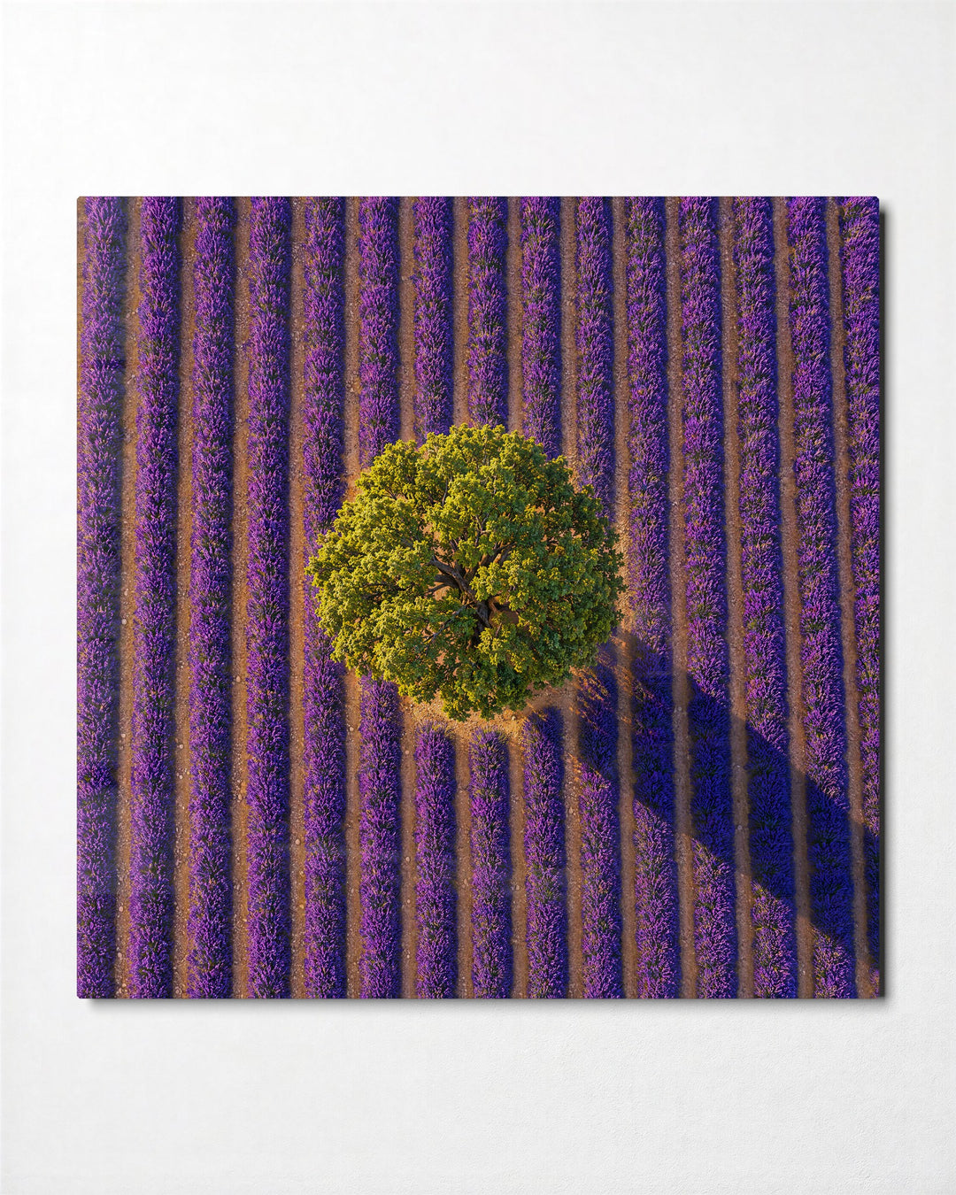 Round Crown, Purple Rows glass wall art, front view