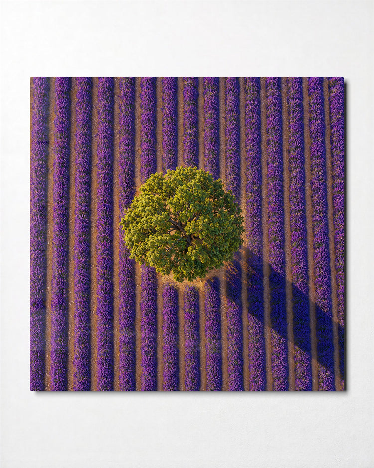 Round Crown, Purple Rows glass wall art, front view