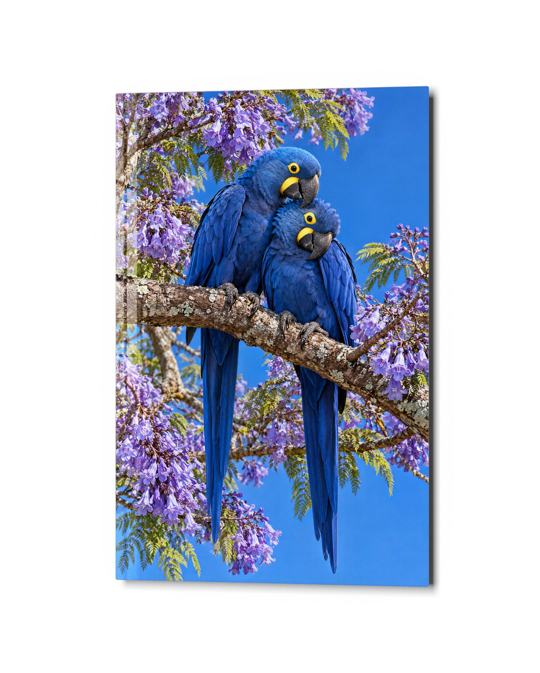 Two Blue Birds, One Branch glass wall art, studio view