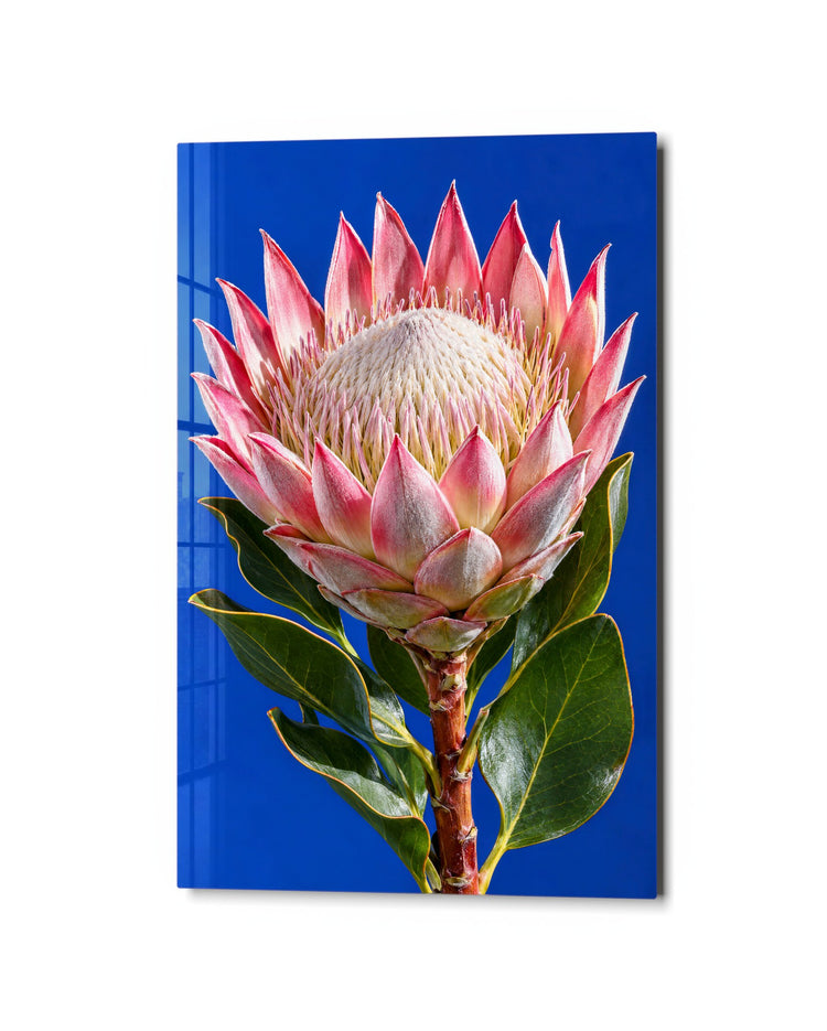 Pink-Tipped Crown glass wall art, studio view
