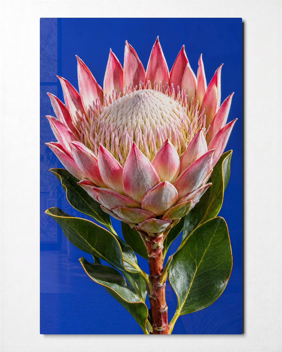 Pink-Tipped Crown glass wall art, front view