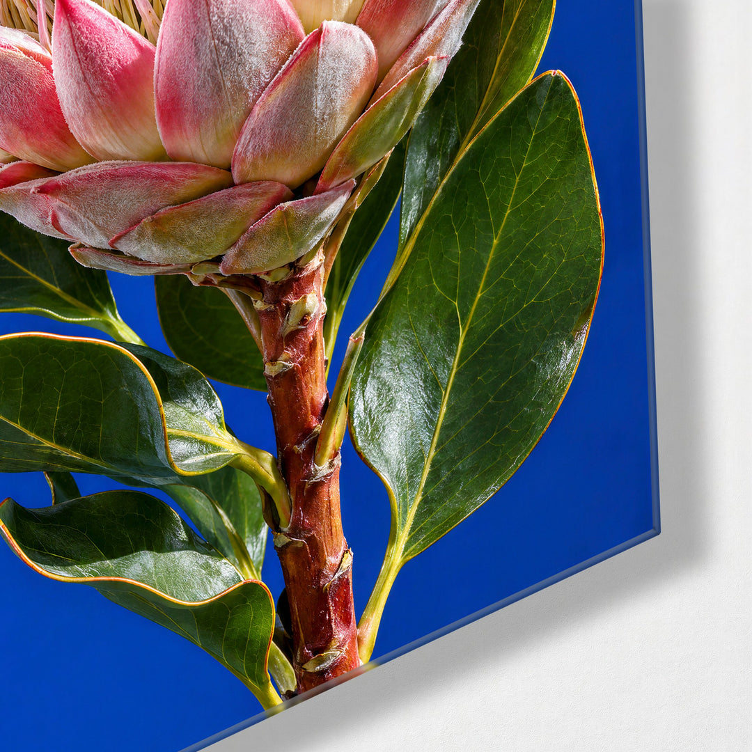 Pink-Tipped Crown glass wall art, corner view