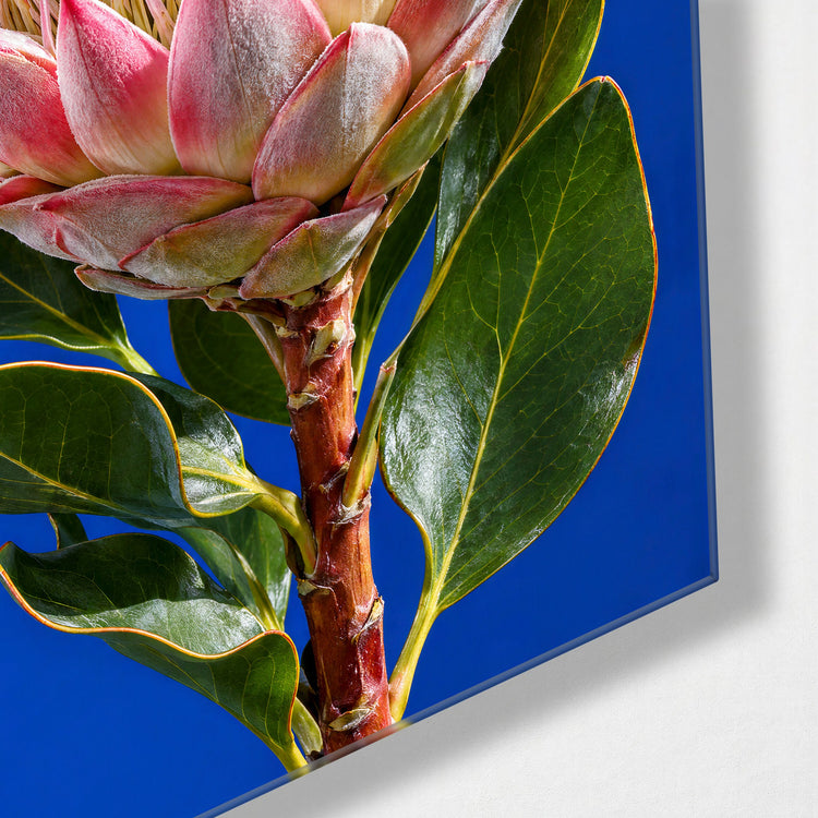 Pink-Tipped Crown glass wall art, corner view