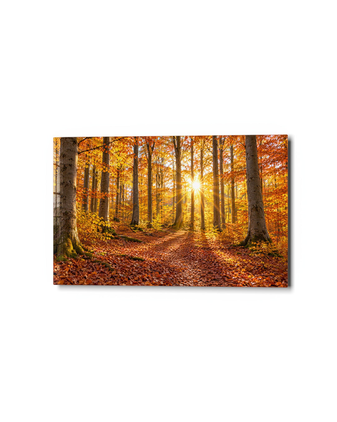 Gold Leaves Underfoot glass wall art, studio view