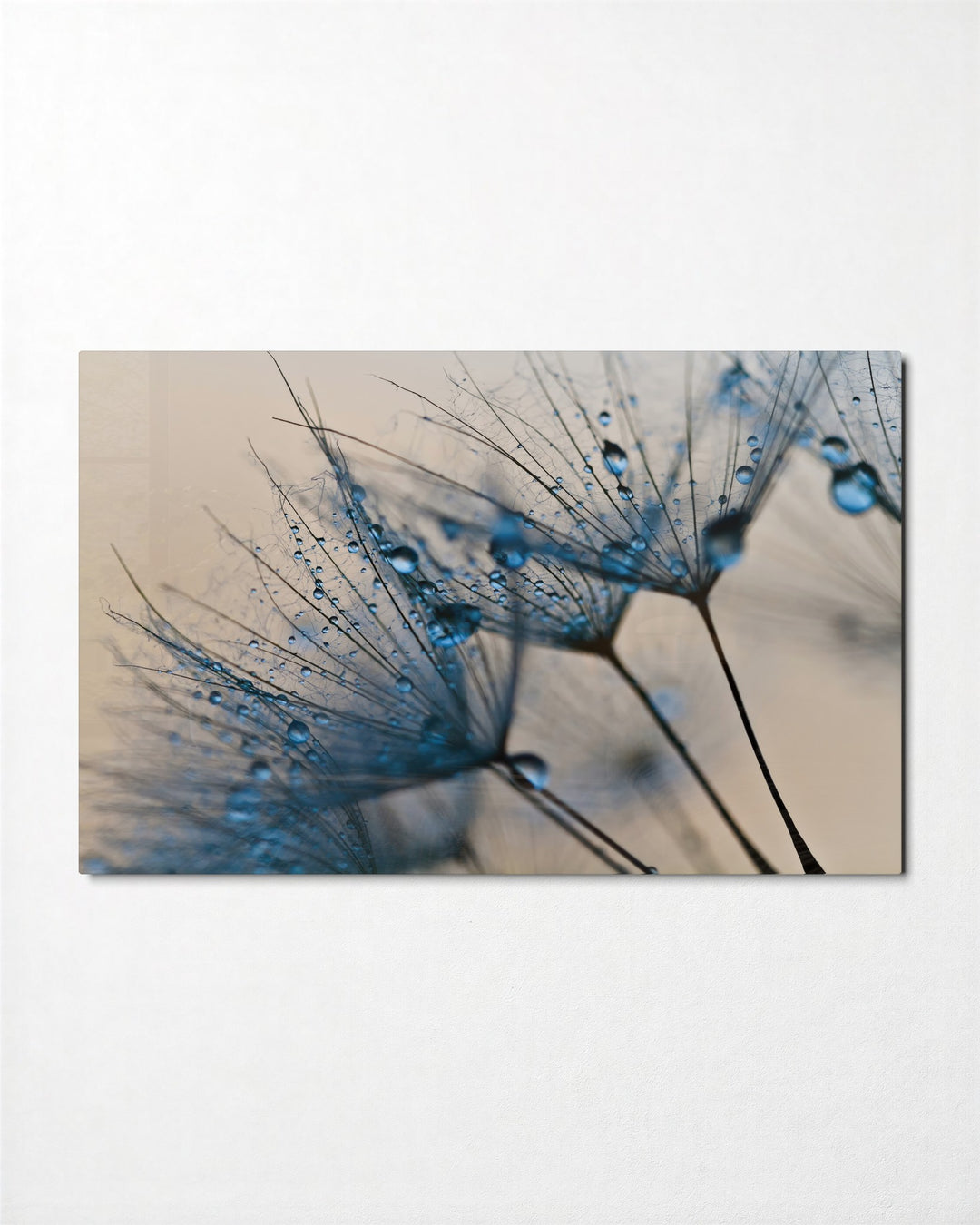 Dewdrops on Dandelion Seeds glass wall art, front view