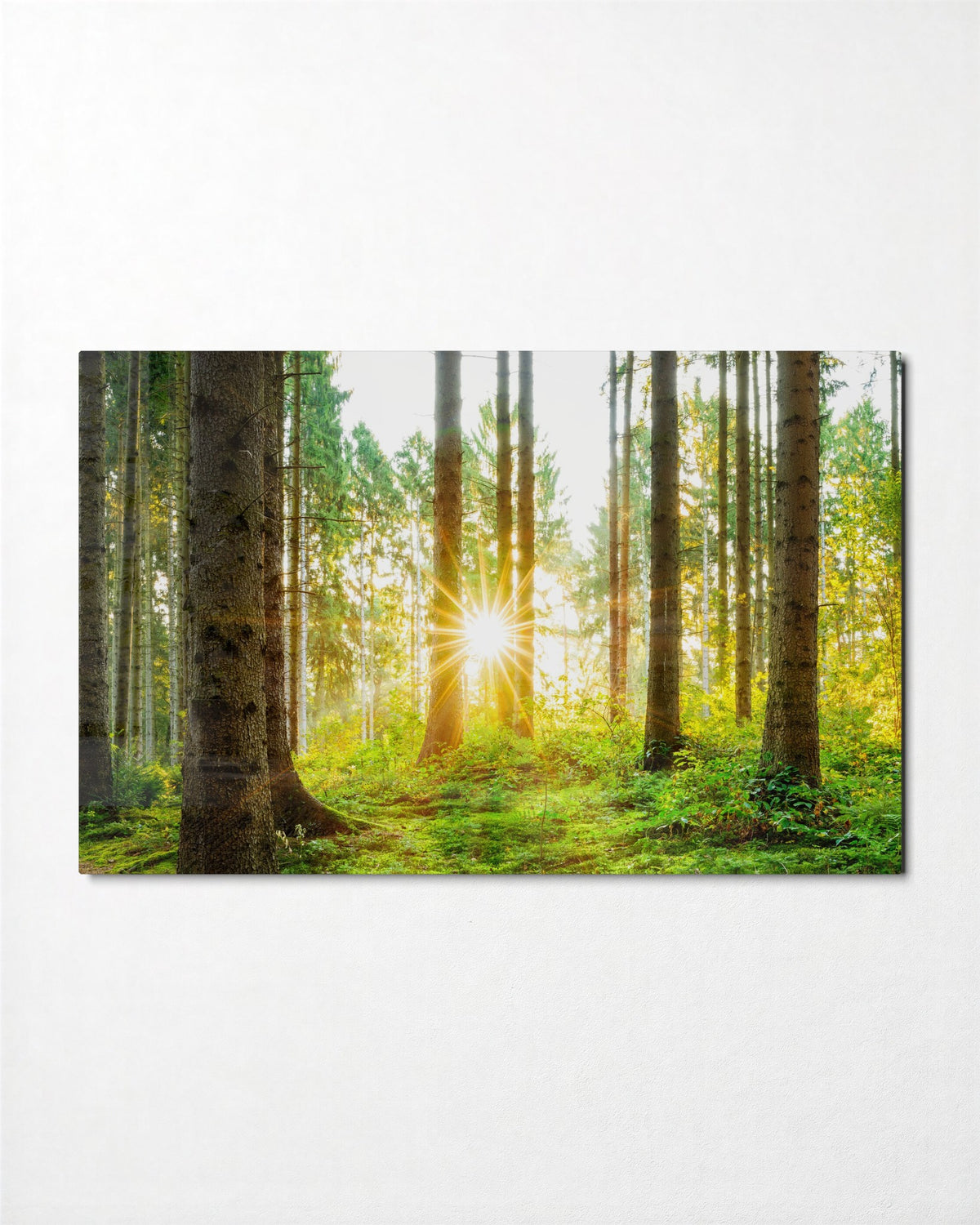 Sunlight Through the Pines glass wall art, front view