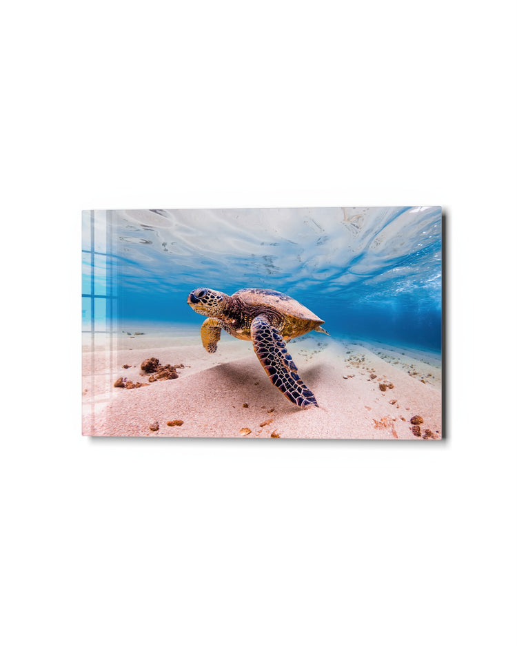 Sea Turtle in Clear Water glass wall art, studio view