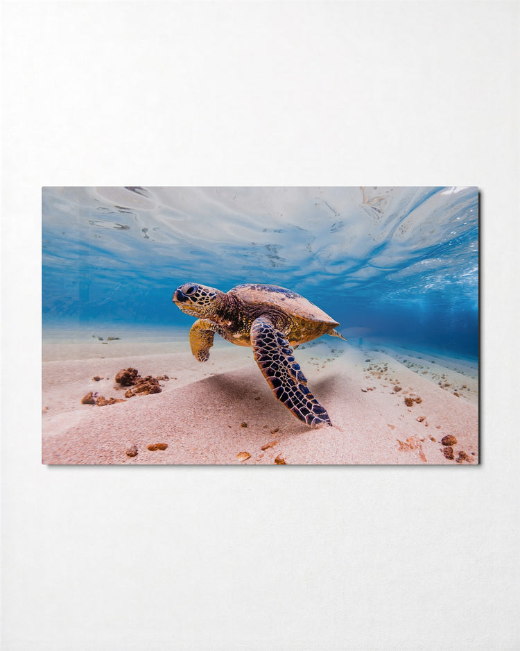 Sea Turtle in Clear Water glass wall art, front view