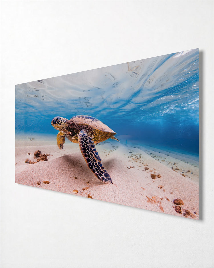 Sea Turtle in Clear Water glass wall art, side view