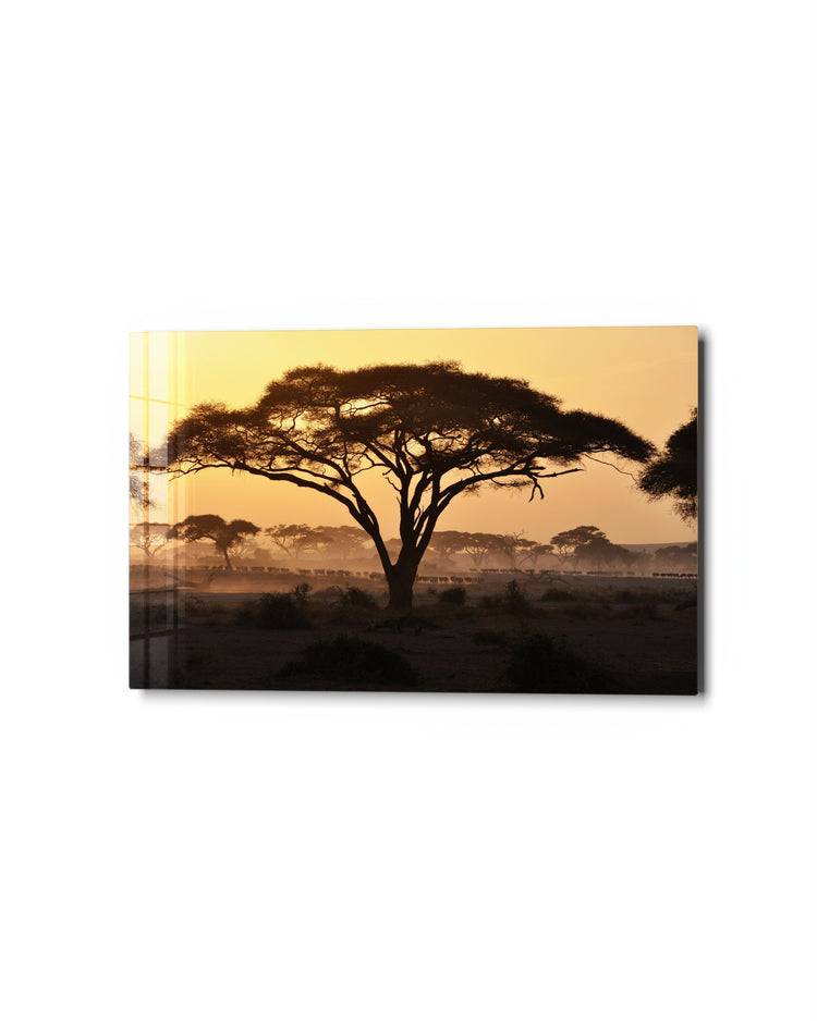 Acacia at Sunrise glass wall art, studio view