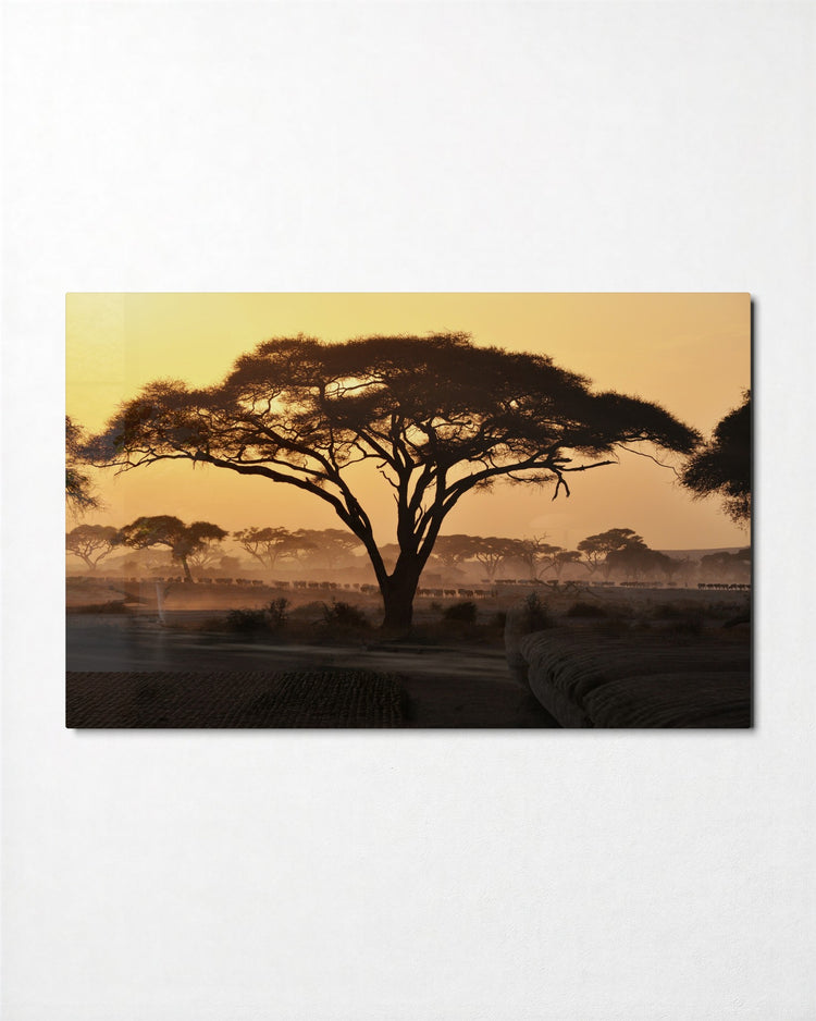 Acacia at Sunrise glass wall art, front view