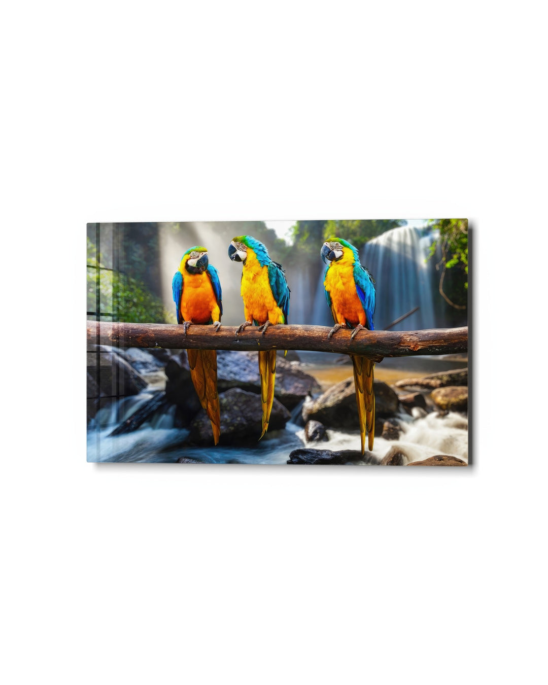 Three Macaws by the Falls glass wall art, studio view