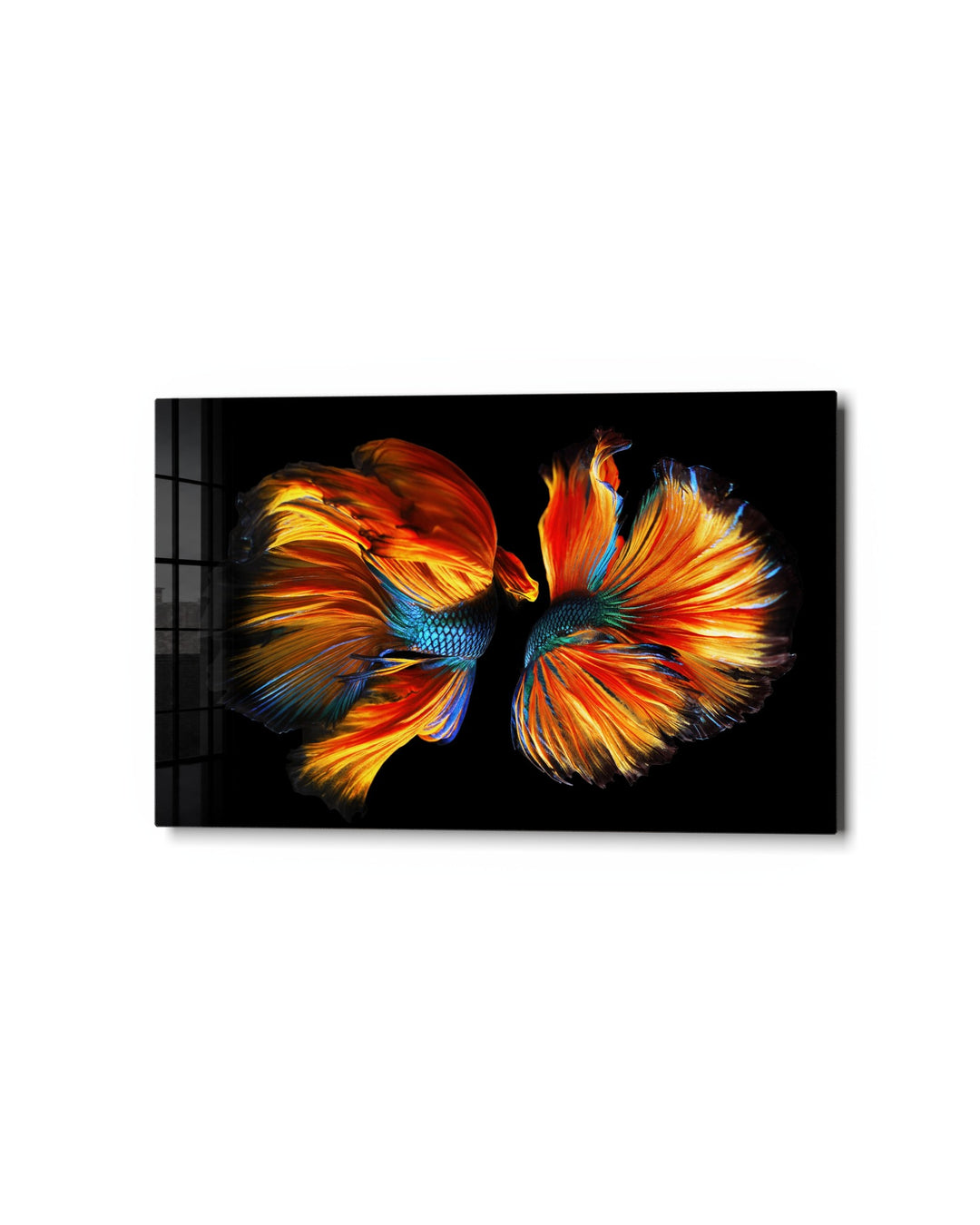 Two Betta Fish glass wall art, studio view