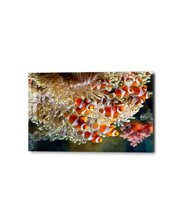 Clownfish in the Anemone glass wall art, studio view