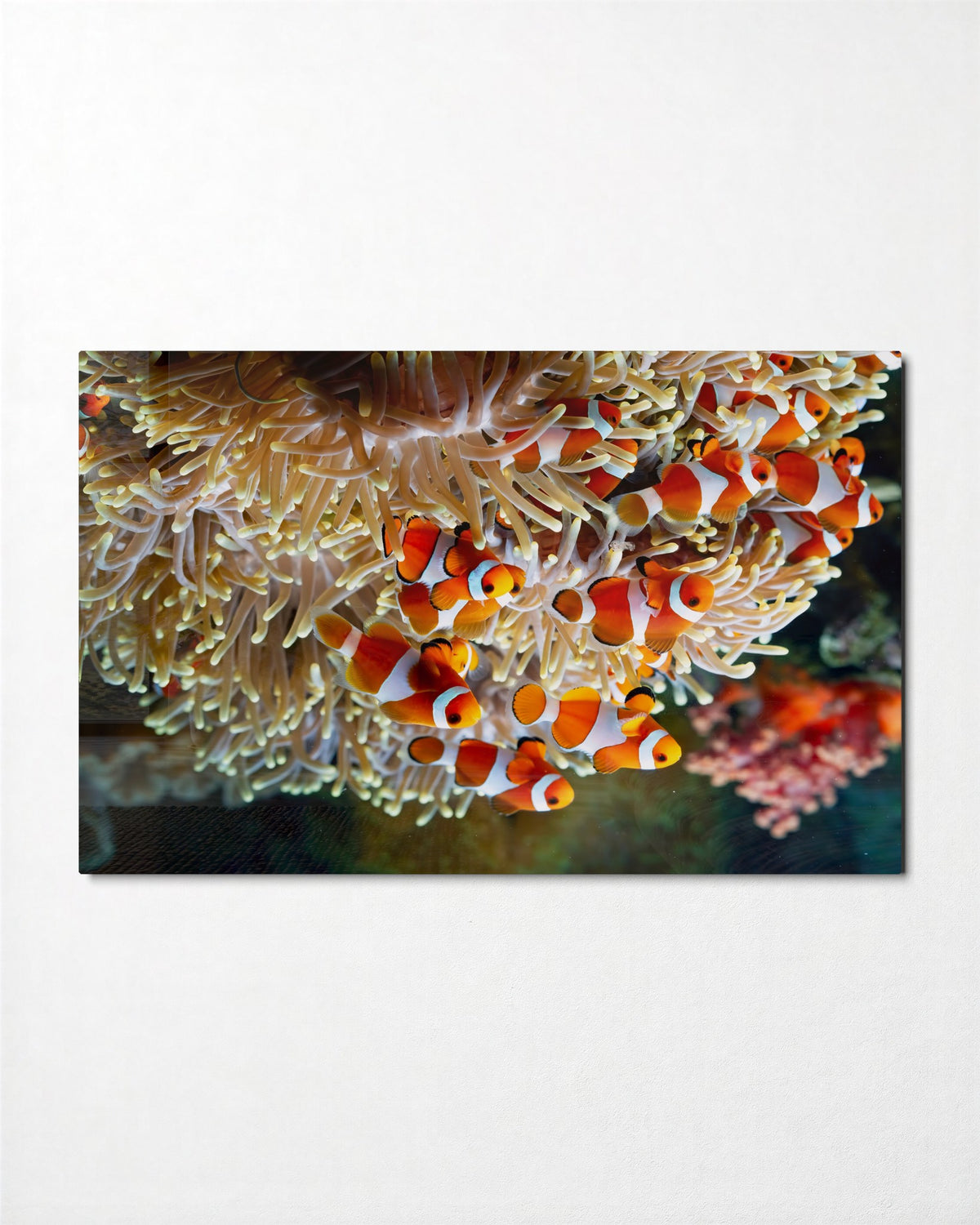 Clownfish in the Anemone glass wall art, front view